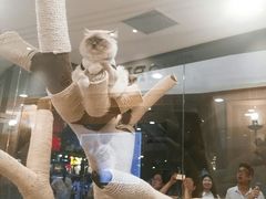 -袖虎·猫馆(体育西路店)