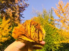 -陕西师范大学(雁塔校区)
