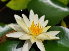 -陈家山荷花公园