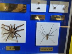 -上海昆虫博物馆