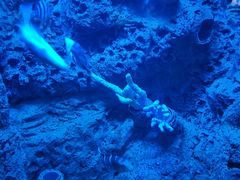 -太平洋海底世界