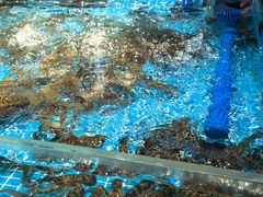 -山海•蒸汽活海鲜自助(皇庭广场店)