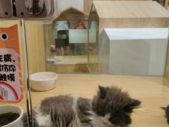 -屋虎猫馆(宝安大仟里店)