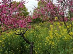 -南汇桃花村