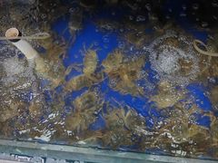 -阳澄湖大闸蟹·琼灵阁牌品牌连锁(吴中总店)