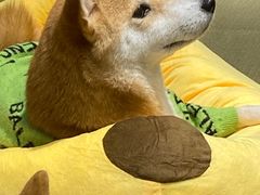 -逗柴咖啡屋·狗咖猫咖宠物桌游
