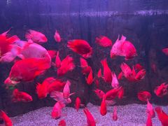 -蓬莱欧乐堡海洋极地世界