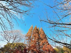 -枫桥景区