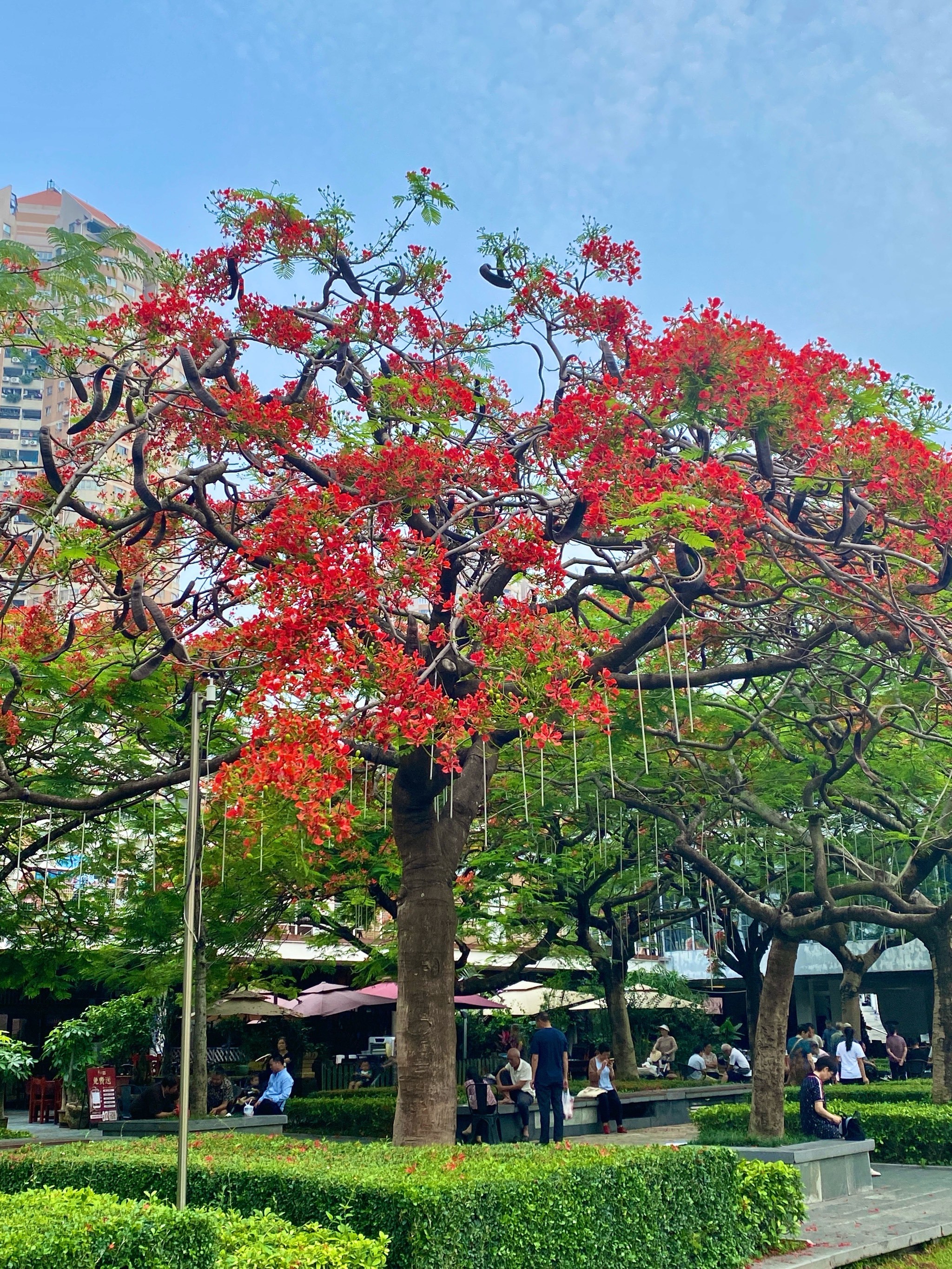 深圳凤凰花开,夏天的热烈已经抵达