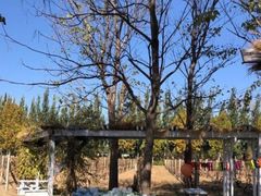 -安德鲁户外烧烤帐篷营地(马泉营店)