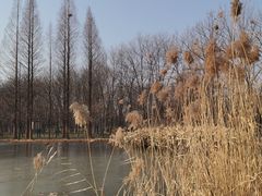 -洛阳市隋唐城遗址植物园