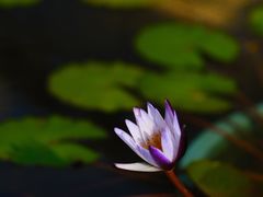 -宝莲禅寺