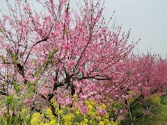 -南汇桃花村