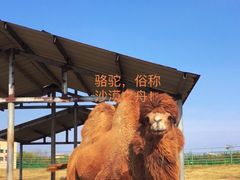 -盐城大丰港动物园