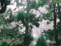 -天目山大树王景区
