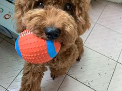 -瑞鹏宠物医院·爱宠堂·骨外专科(西荷分院)