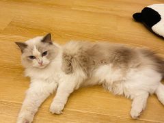 -猫咪派对(江南西店)
