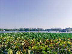 -大兴滨河森林公园