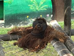 -西霞口神雕山野生动物世界