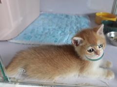 -Bastet sally猫舍购宠(静安店)