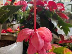 -金科花卉市场