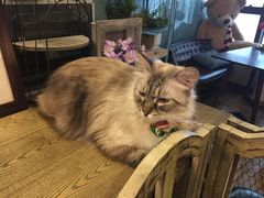 -共舞时光猫咖·狗咖(新街口店)