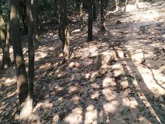 -火炉山森林公园