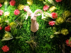 -九府羊·鲜羊火锅·烤串(新华路店)