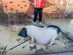 -芜湖新华联大白鲸海洋公园