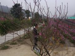 -丹樱生态园