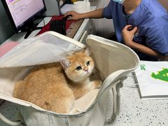 -半岛宠物医院24小时(科华中路店)