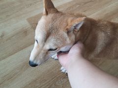 -柴犬小屋·柴餐厅·狗咖食堂(金鼎广场店)