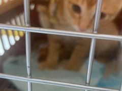 -东莞宠友24H宠物中心医院·转诊夜诊·异宠(新河北路院)