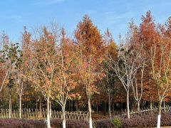 -上海长兴岛郊野公园