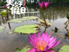 -上海长兴岛郊野公园