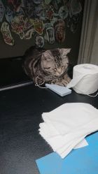 -幸运7纹身刺青Lucky7tattoo