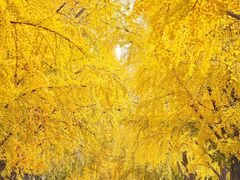 -三里屯东五街银杏大道