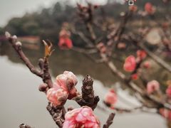 -南国桃园旅游度假区