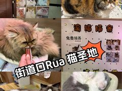 -滚猫咖啡·猫咖·猫友好撸猫(未来城店)