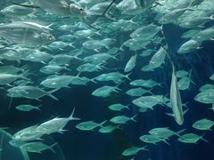-上海海洋水族馆