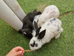 -萌宠亲子动物乐园(槐房万达店)