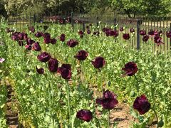 -国家植物园南园