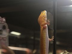 -帕帕拉兹宠物(亚洲旗舰店)