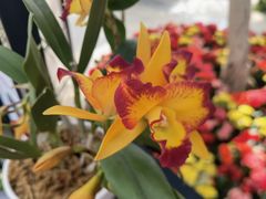 -北京植物园-展览温室