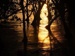 -宝安西湾红树林湿地公园