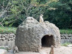 -上海野生动物园