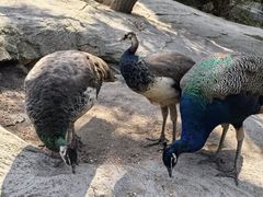 -西霞口神雕山野生动物世界