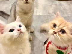 -楼上猫咖(罗湖店)