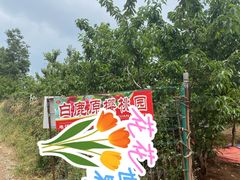 -白鹿原樱桃园