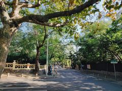 -八大关景区